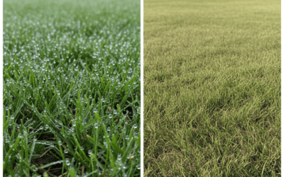 Can You Mow the Lawn When It Is Wet? (Risks, Exceptions & Tips)