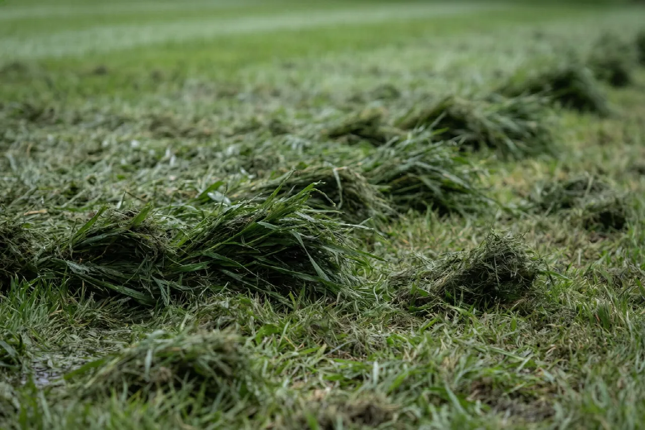 Can You Mow Your Lawn When It's Wet? Wet lawn clippings clumped in lumps on torn, flattened grass.