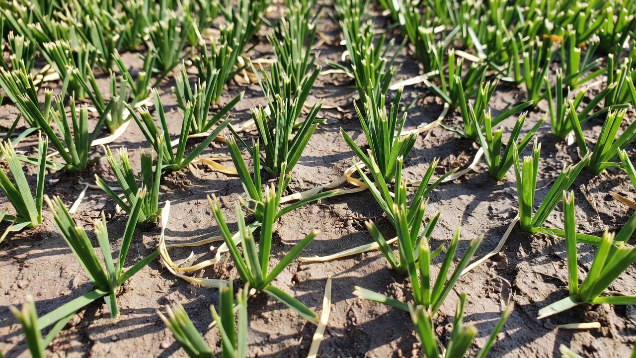 Short mowed grass at ground level showing exposed soil and dry conditions that harm ticks