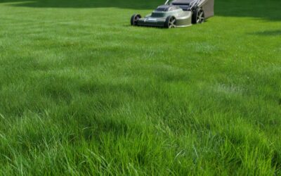 How Often Should You Mow Your Lawn? (Seasonal & Grass-Type Guide)