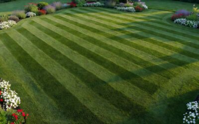 How Often Does a Lawn Need to Be Mowed? (Complete Seasonal Guide)