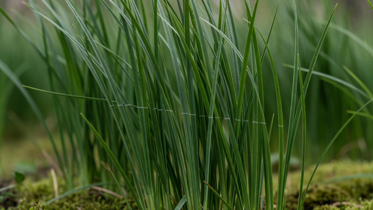 How Often Does a Lawn Need to Be Mowed? (Complete Seasonal Guide) Close-up of grass blades showing the one-third cut level along the blade height