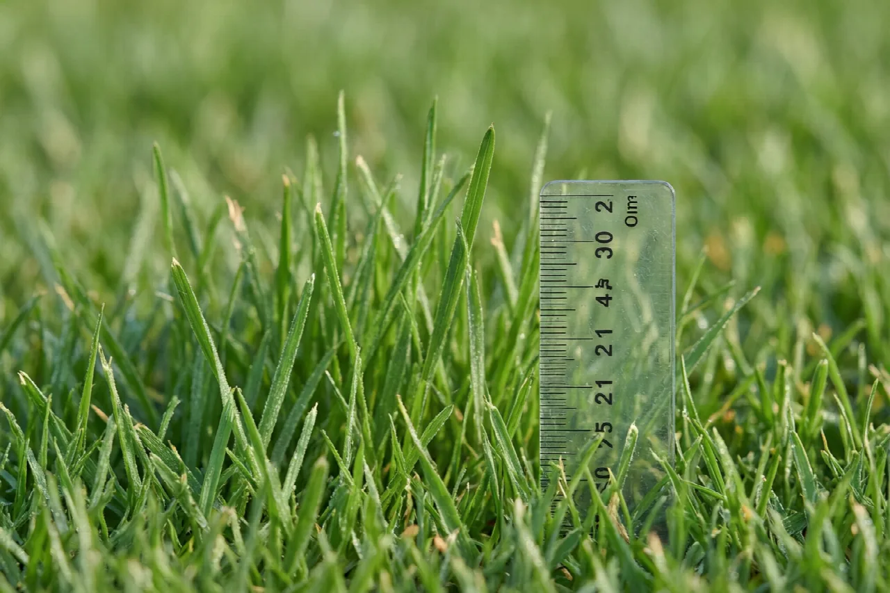 How Often Mow Lawn? (Quick Guide) Grass blades illustrating the one-third rule mowing principle