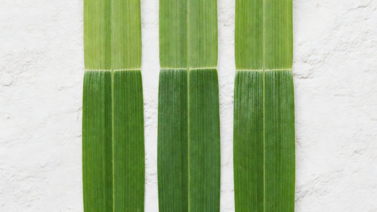 Close-up of grass blades illustrating where the top one-third begins relative to the full blade height