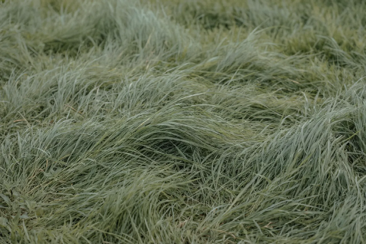 How Often Should You Mow the Lawn? An overgrown lawn with uneven, shaggy grass blades of varying heights
