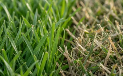 How to Mow Lawn Properly
