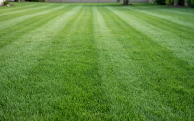 How to Mow Your Lawn