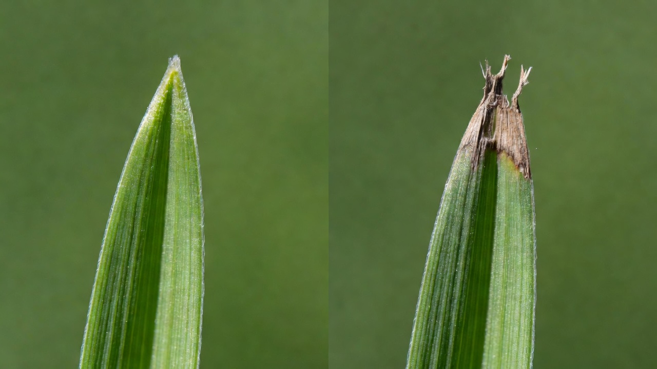 Comparison of cleanly cut vs torn grass blade tips
