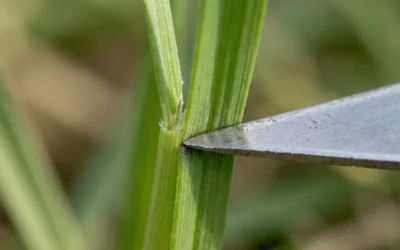 Is Mowing Lawn Chemical Change?