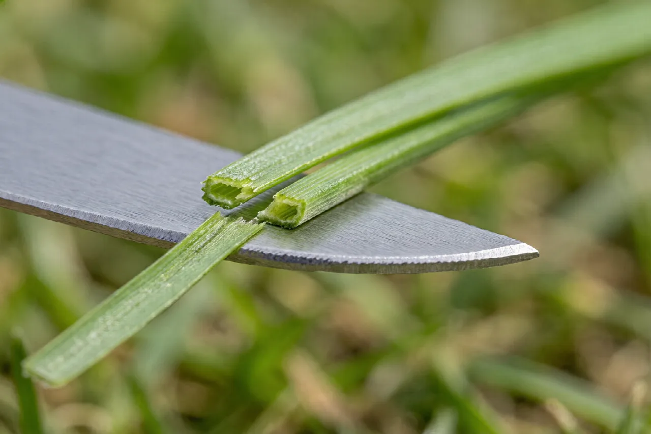 Is Mowing Lawn Chemical Change? Macro photograph of a mower blade cutting a grass blade in two