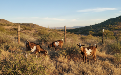 What Is a Mexican Lawn Mower? The Real Meaning, Cultural Practice & Slang Explained