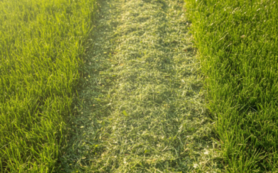 What Is a Mulching Lawn Mower? How It Works & Key Benefits