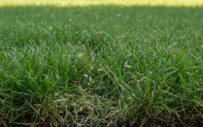 What Is Lawn Mulching? (Definition, Benefits & How It Works)