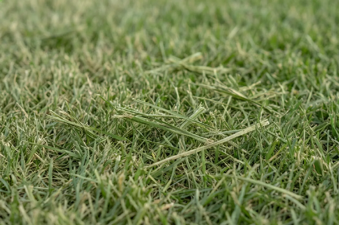 What Is Mulching on a Lawn Mower? Fine shredded grass fragments nestled among short green lawn blades