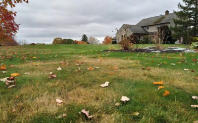 When Should You Stop Mowing the Lawn? Seasonal Guide & Key Indicators