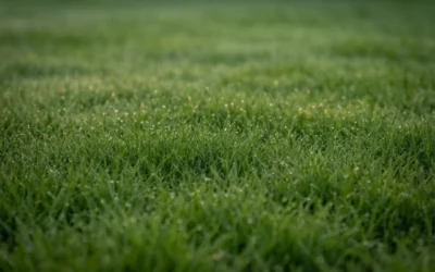 When Should You Mow a New Seeded Lawn?