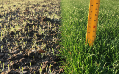 When Should You Mow Your Lawn After Seeding? (Timing Guide & Best Practices)