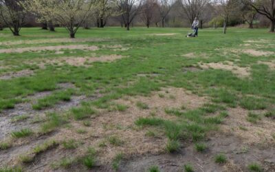 When Should You Mow Your Lawn in Spring? A Regional Guide to Timing & Conditions